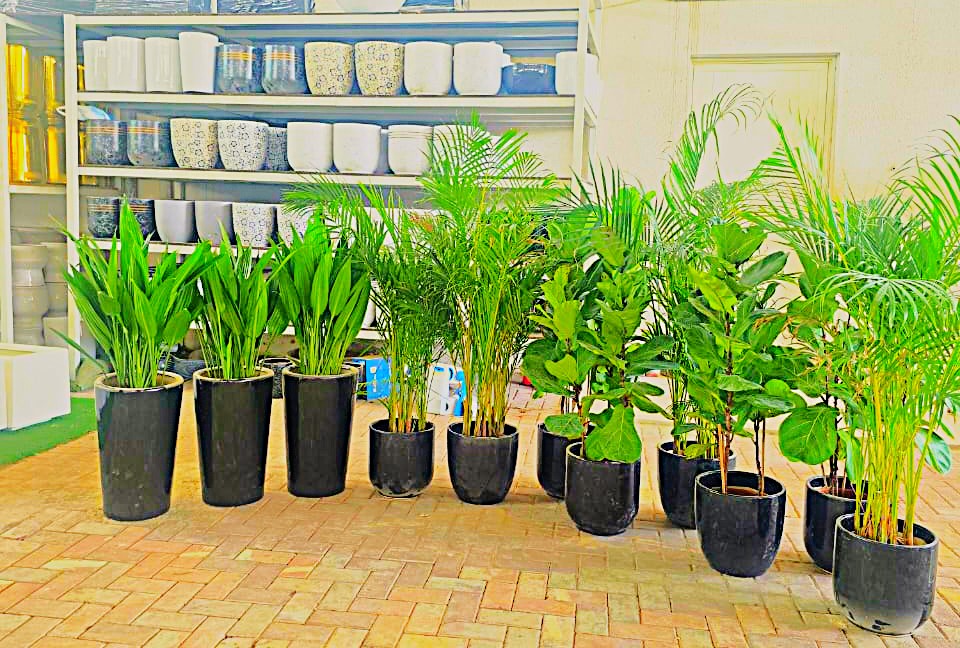 Combo Plants Bundle – Set of 11 Premium Indoor Plants | Aspidistra, Areca Palm & Fiddle Leaf Fig
