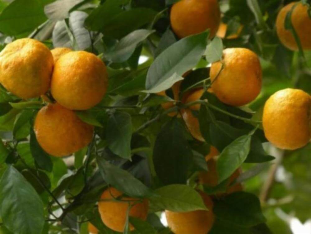 Citrus Orange Tree | Lush Fruit-Bearing Tree for Home & Garden