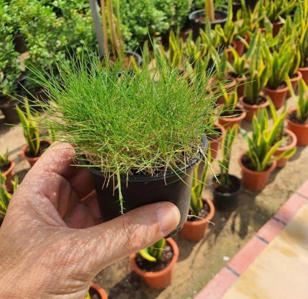 Zoysia Japonica or Korean Lawn Grass