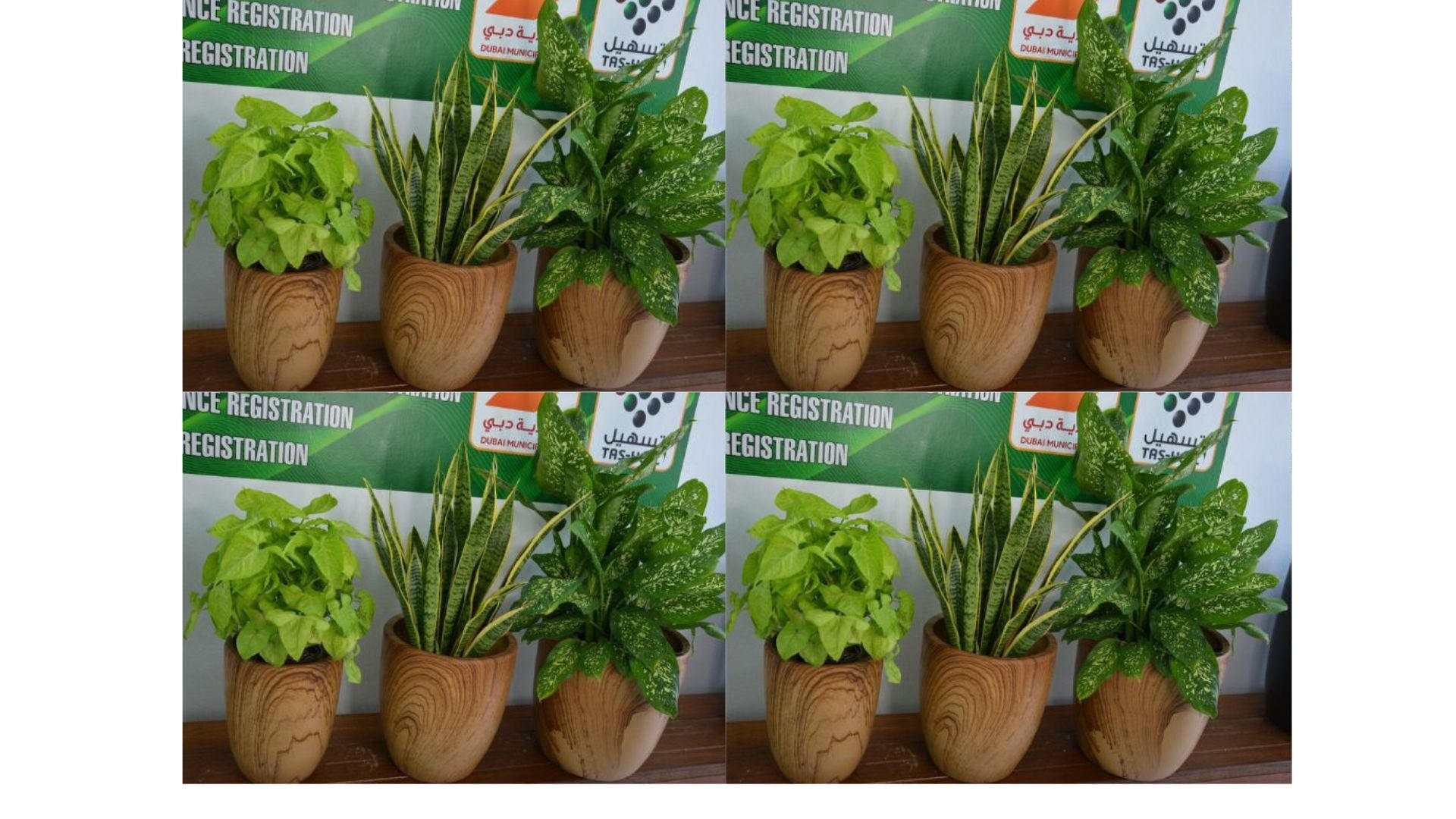 Office Plant Bundle of 9 Pieces | Indoor Plants | Office Plants | Combo Plants
