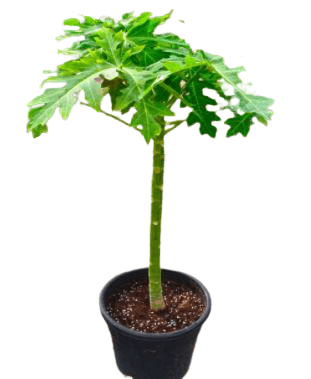 Carica papaya or Papaya Tree | شجرة البابايا