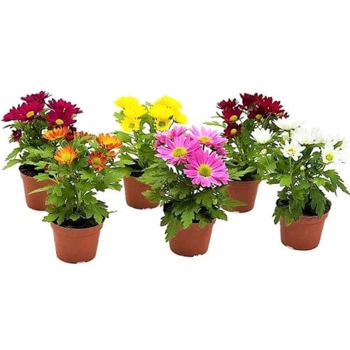 Chrysanthemum mix assorted 25 - 30 cm