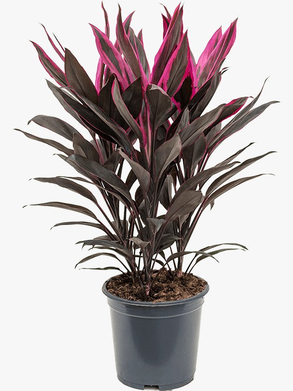 Cordyline Fruiticosa Multicolor | Ti Plant | Hawaiian Good Luck Plant
