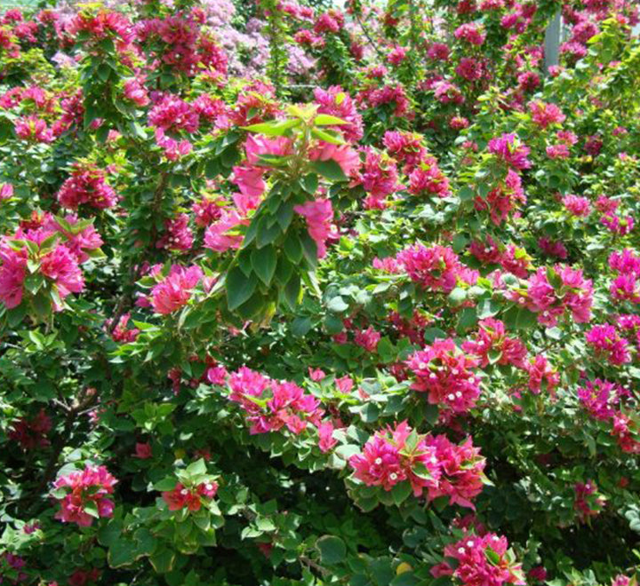 Bougainvillea “Pink Pixie”