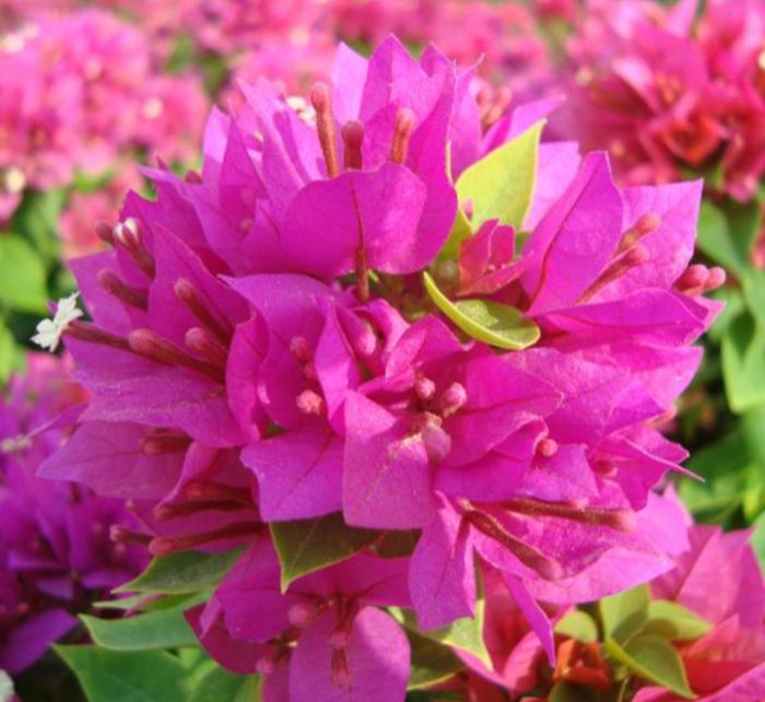 Bougainvillea “Pink Pixie”