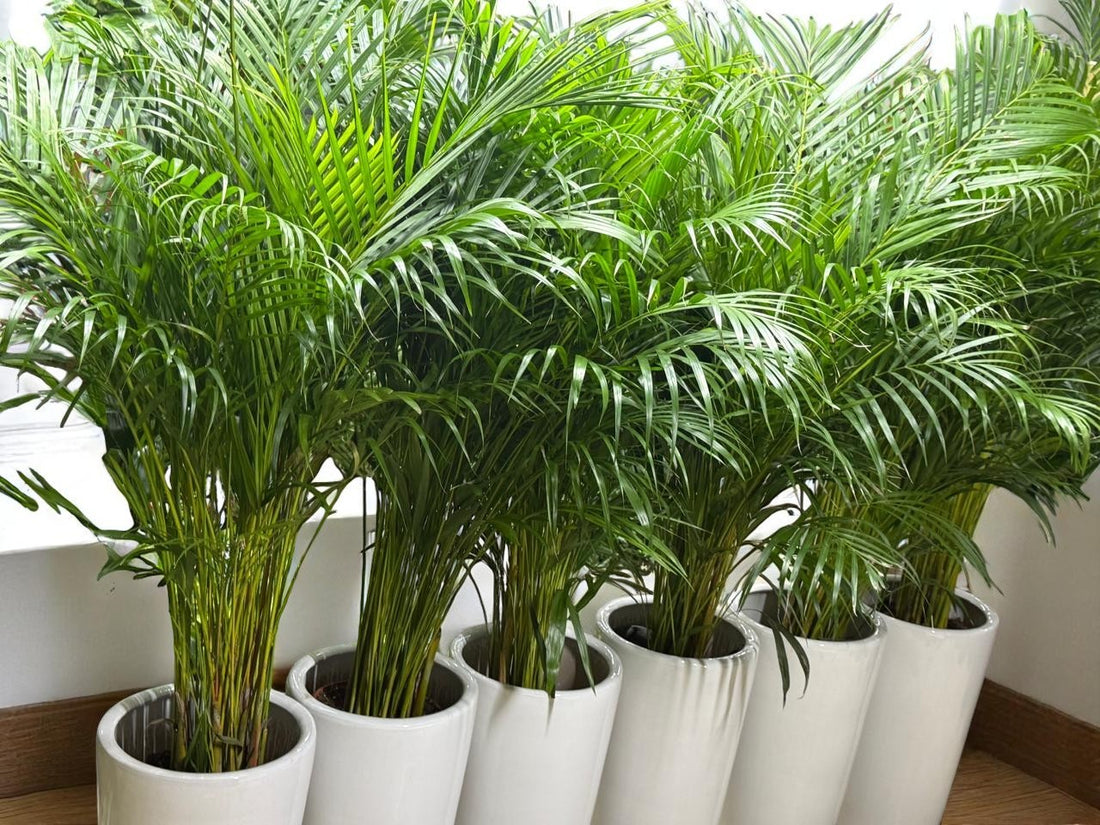 Combo Plants Bundle – 6 Healthy Areca Palm Plants (120 cm)