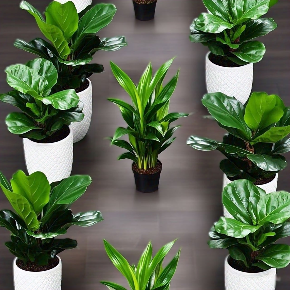 Combo Plants Bundle of 8 Pieces | Indoor Plants |Ceramic Plants| Office Plants | Home Plants