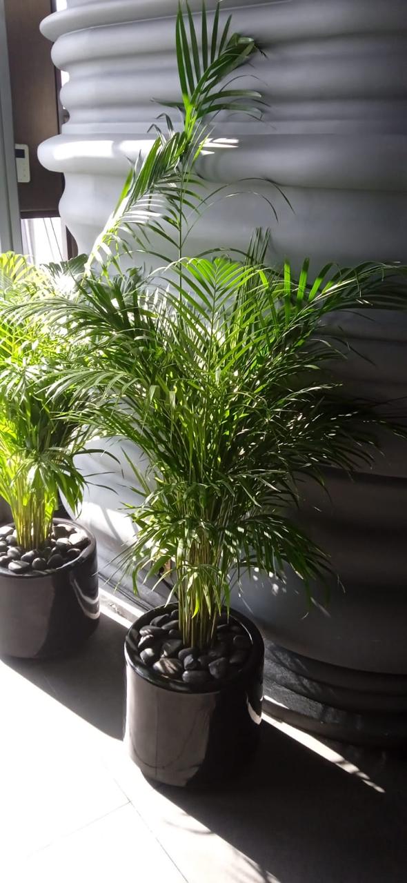 Combo Plants Bundle – Set of 4 Areca Palm Plants in Premium Ceramic Pots | Natural Greenery