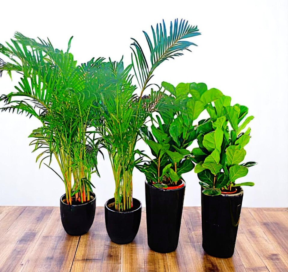 Combo Indoor Plant Bundle – 4 Lush Green Beauties (2 Areca Palms + 2 Fiddle Leaf Figs)