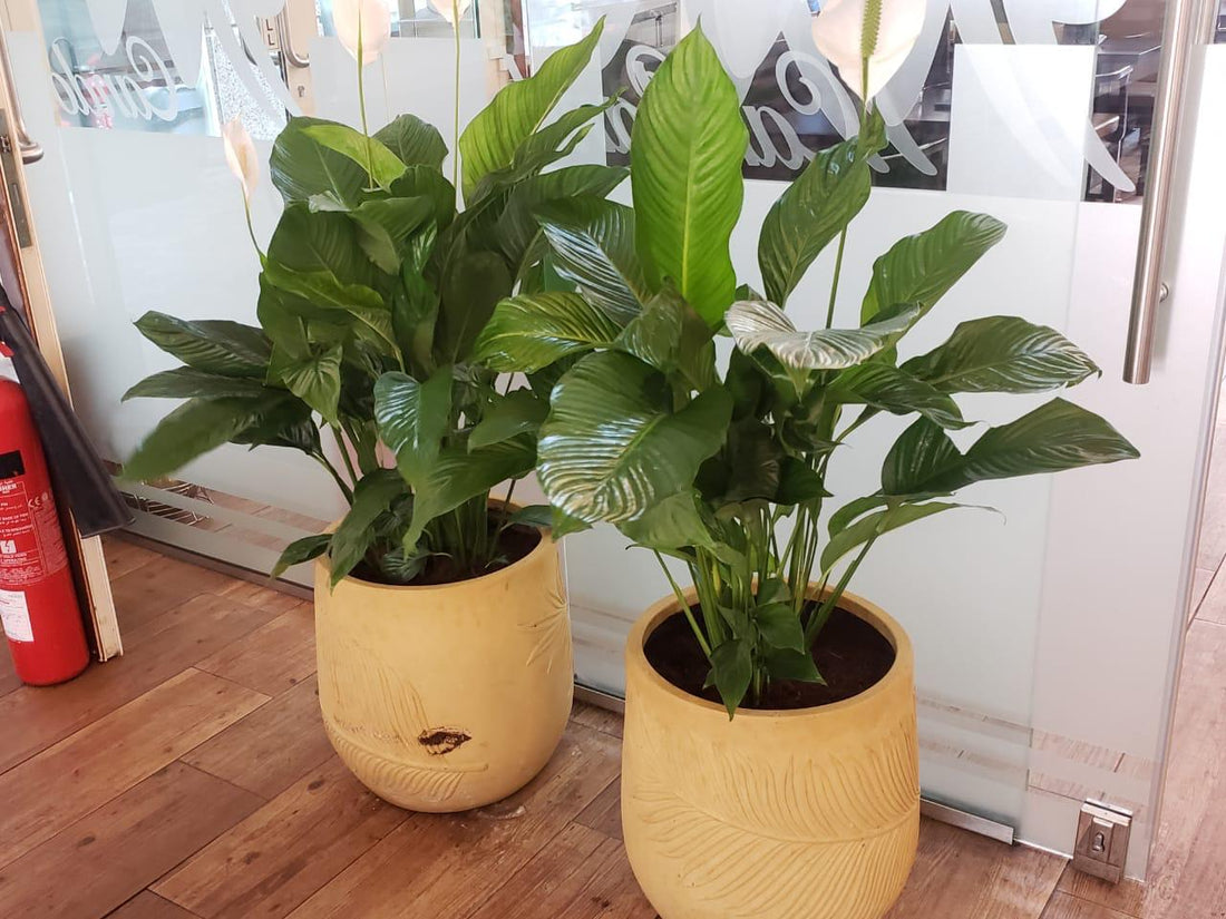 Combo Plants Bundle of 2 | Spathiphyllum Peace Lily – 90cm | Lush Indoor Greenery in Premium Fiberglass Pots