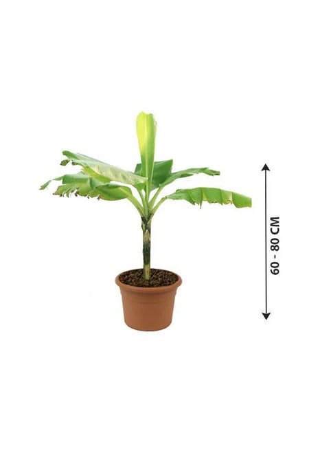Banana Tree- Musa Acuminata