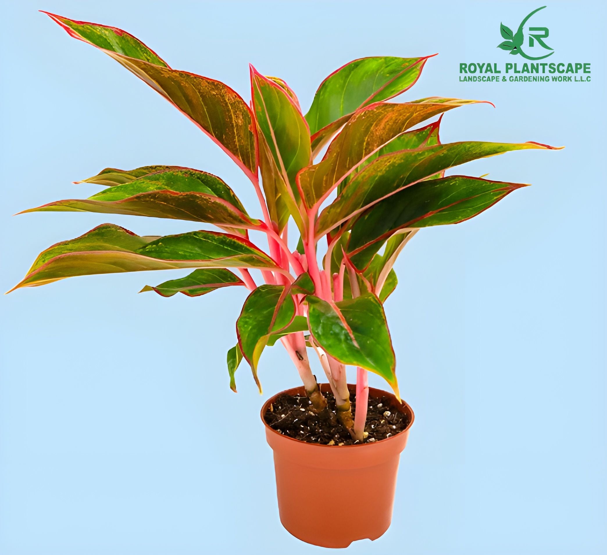 Buy Red Aglaonema
