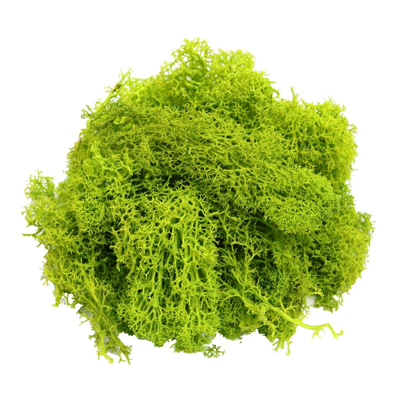 Eternal Life Preserved Moss Grass Wall