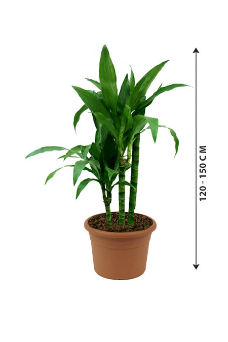 Dracaena Janet Craig