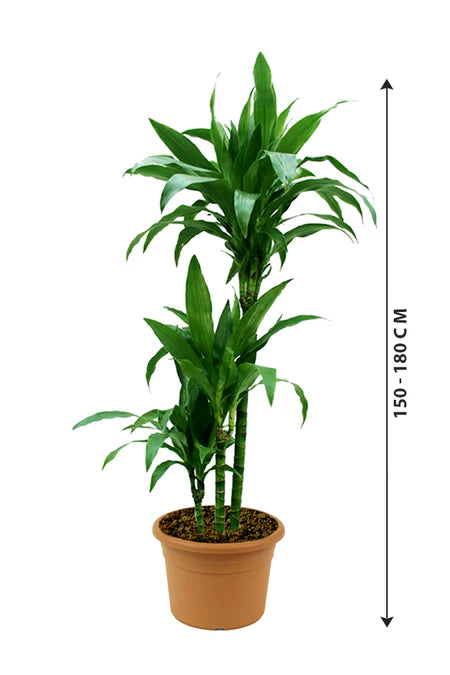 Dracaena Janet Craig