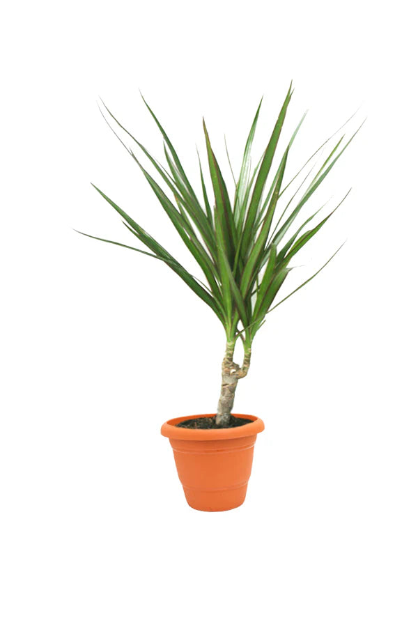 Dracaena Marginata 40-50cm