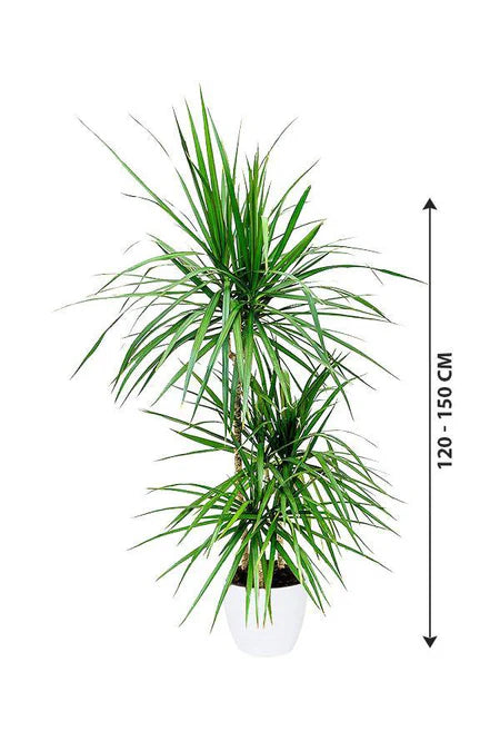Dracaena Marginata 3PP - Dragon Tree