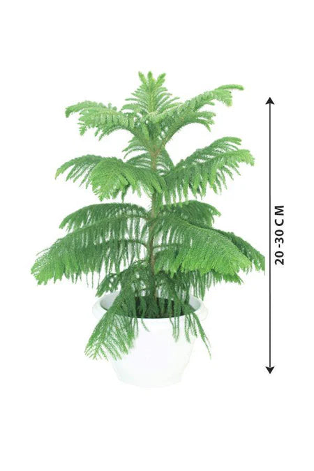 Norfolk Island Pine