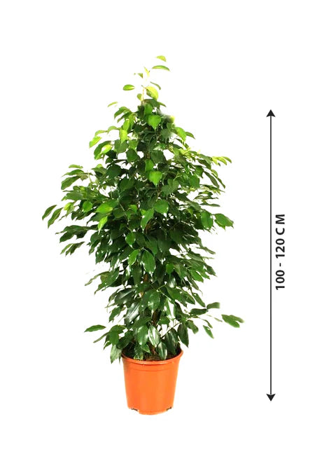 Ficus benjamina indoor plant