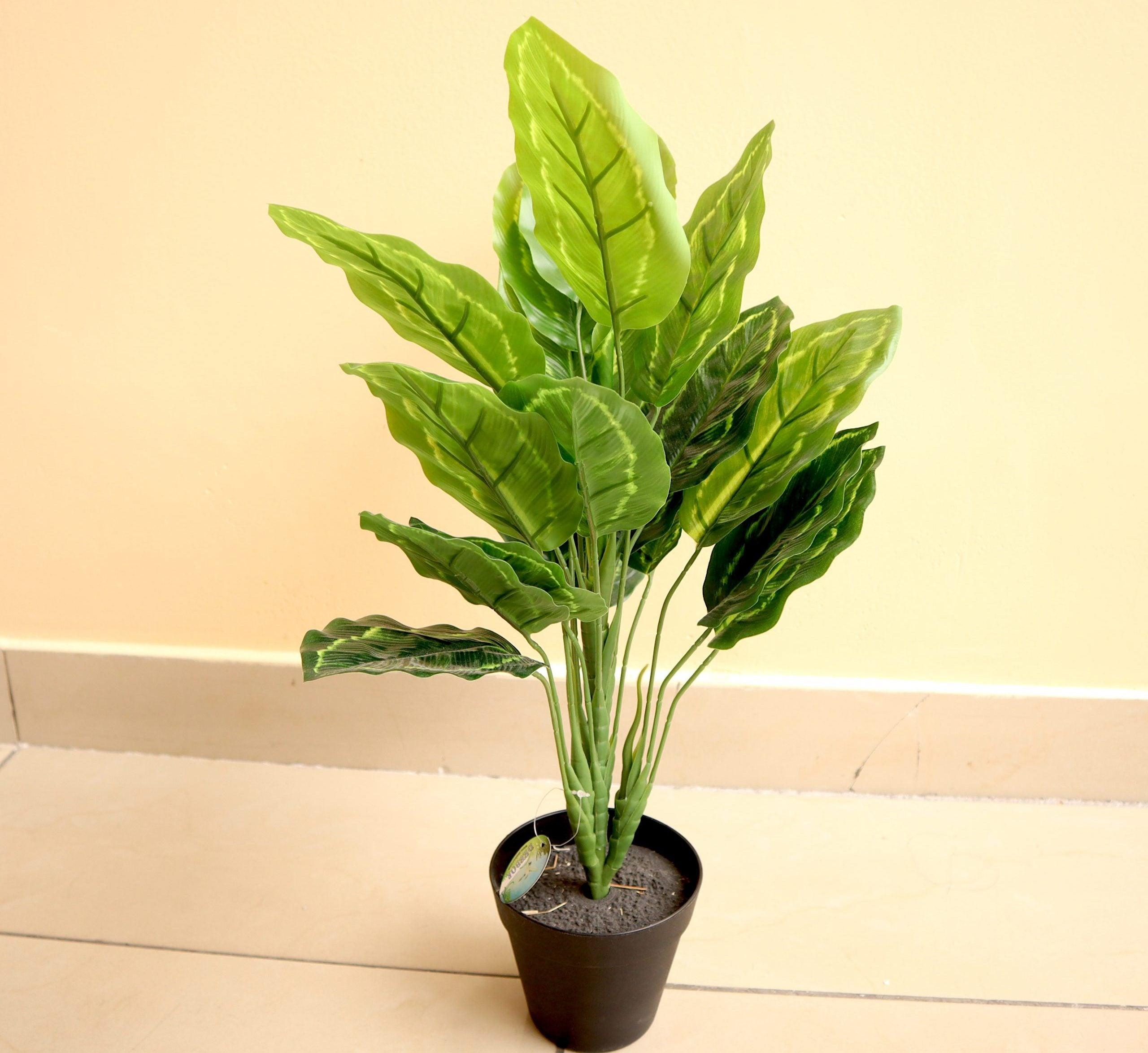 Artificial Calathea 50cm