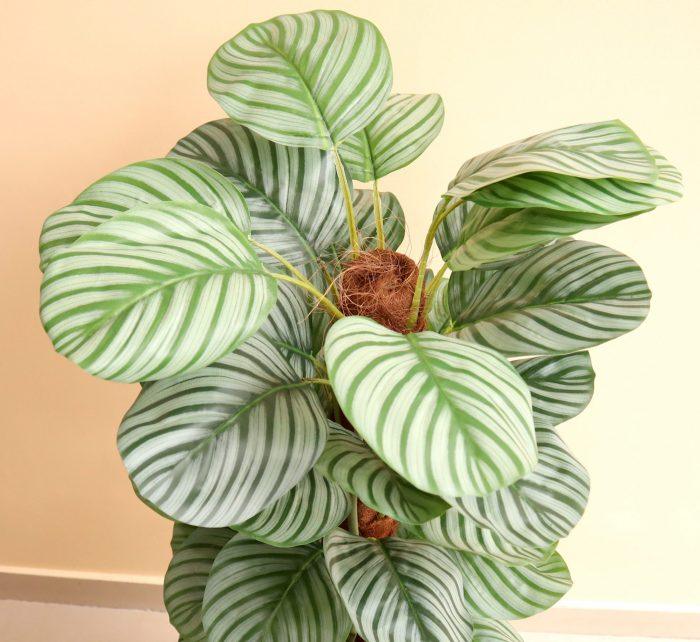 Artificial Calathea Orbifolia 130cm
