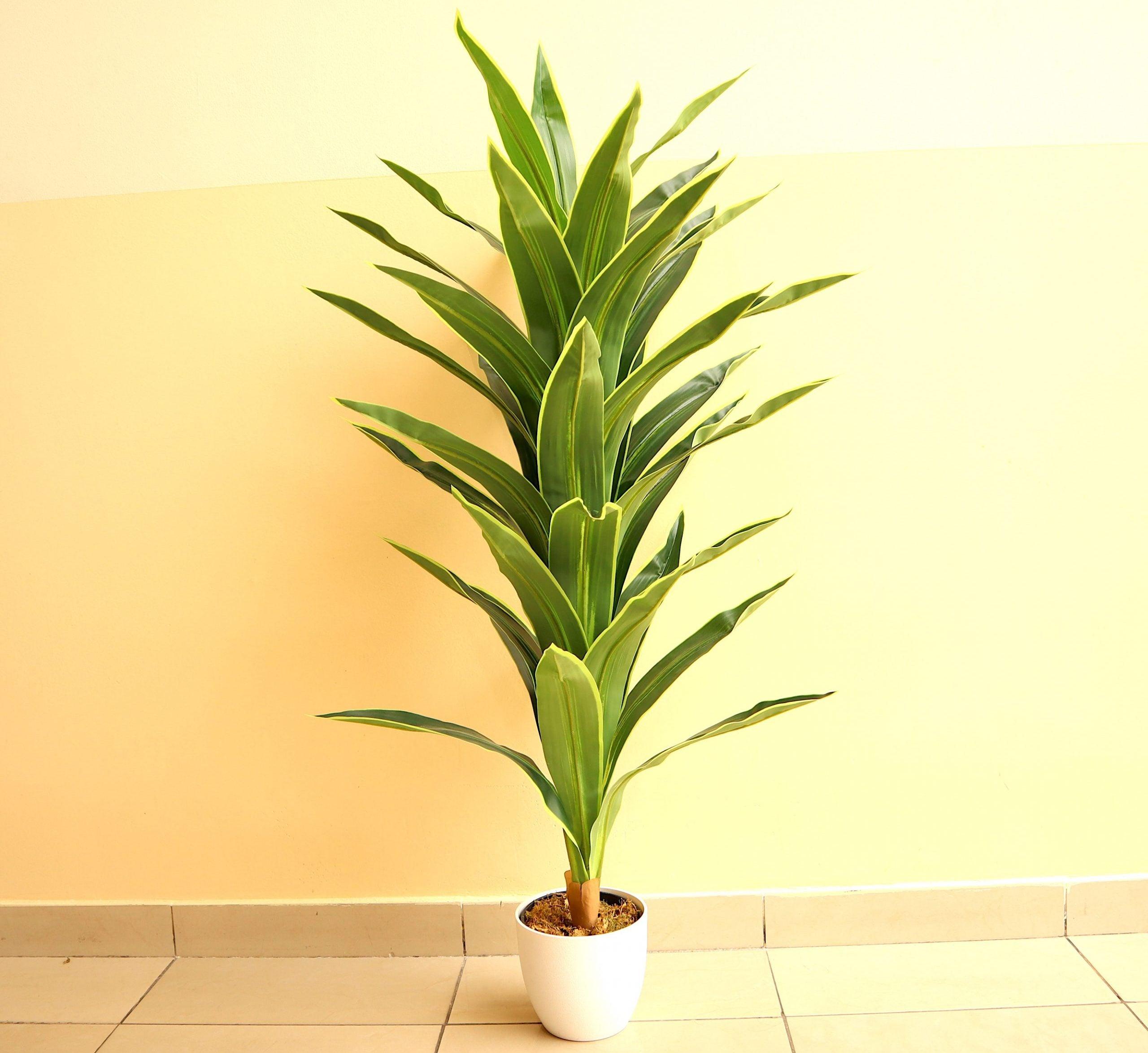 Artificial Dracaena fragrans “Golden Coast” 130cm