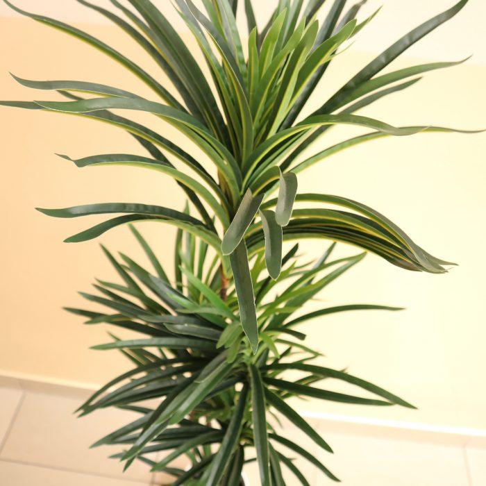Artificial Dracaena Marginata 150cm