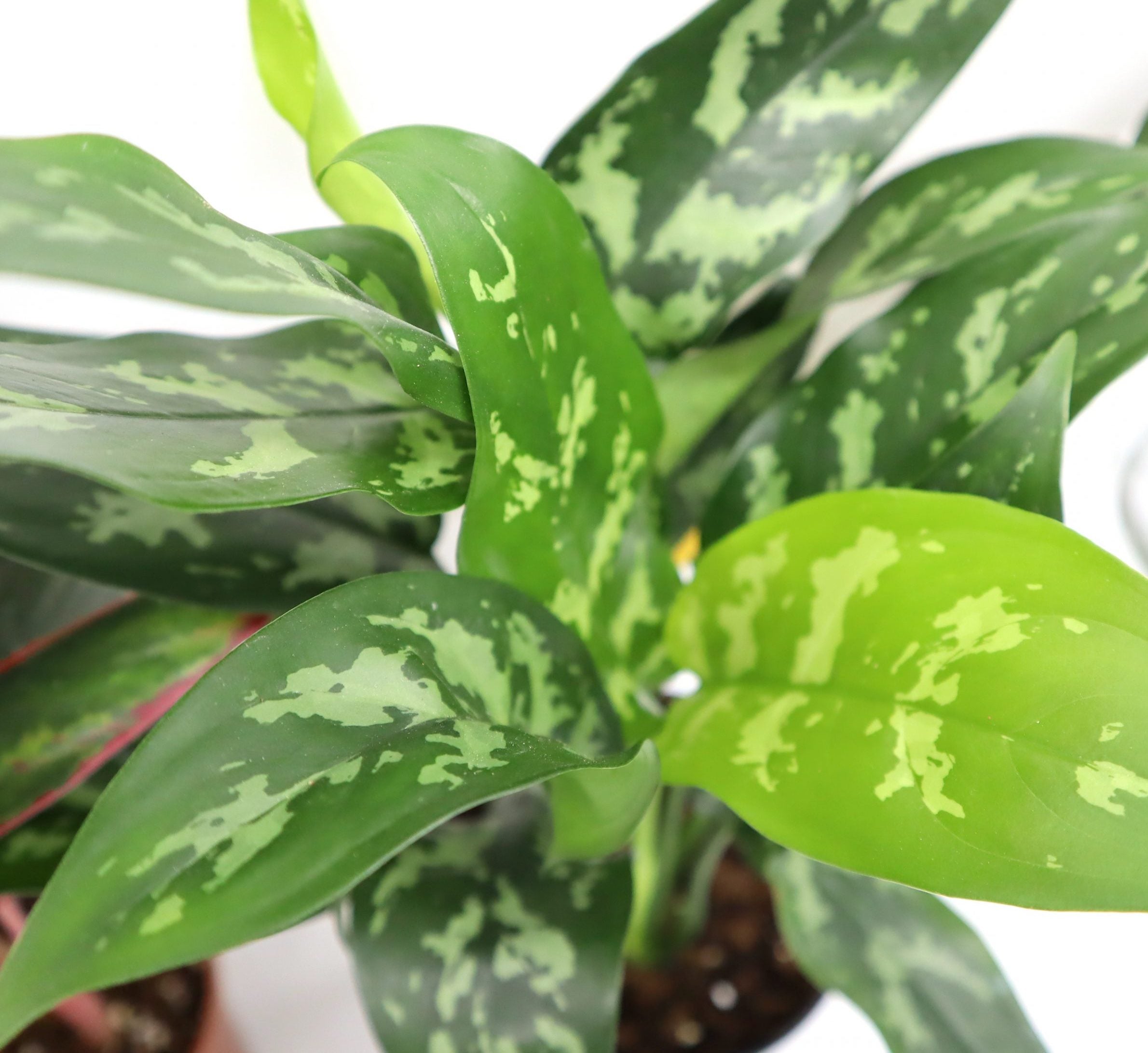 Chinese Evergreen Plant