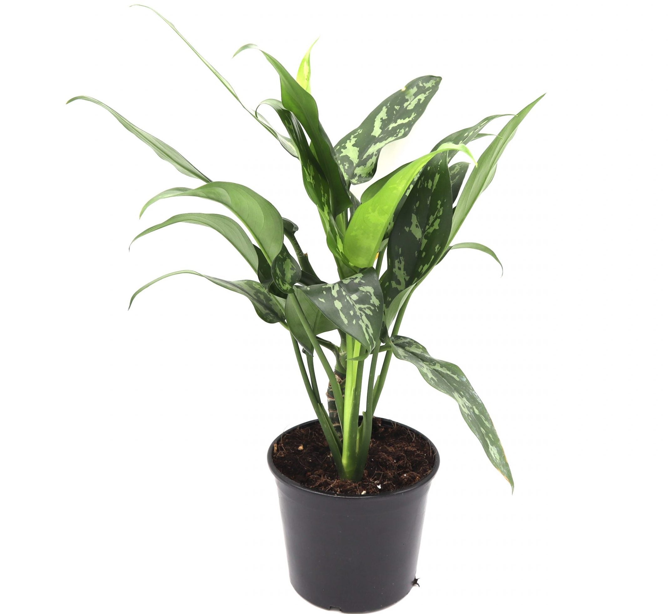 Chinese Evergreen Plant
