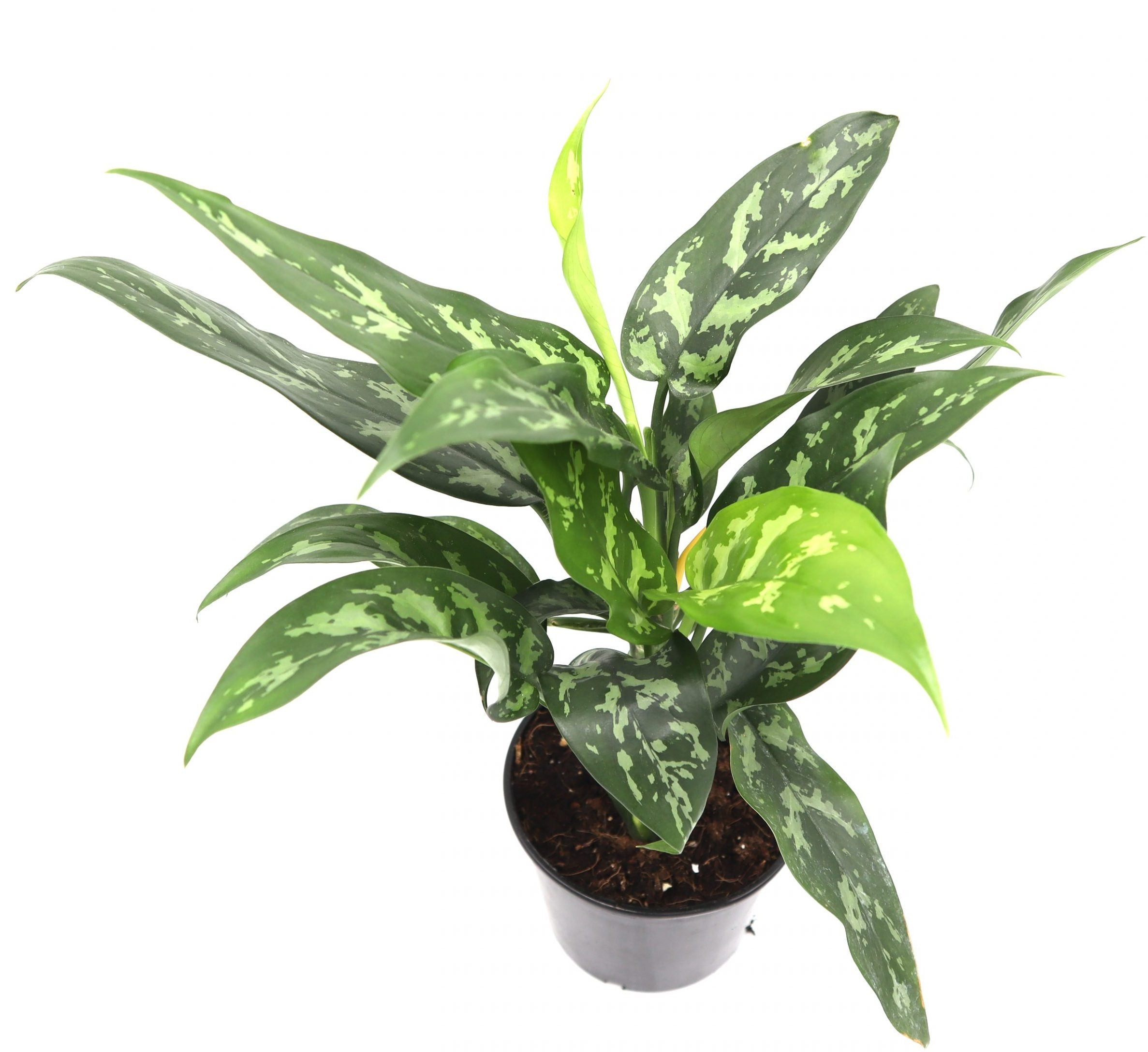 Aglaonema Silver Queen