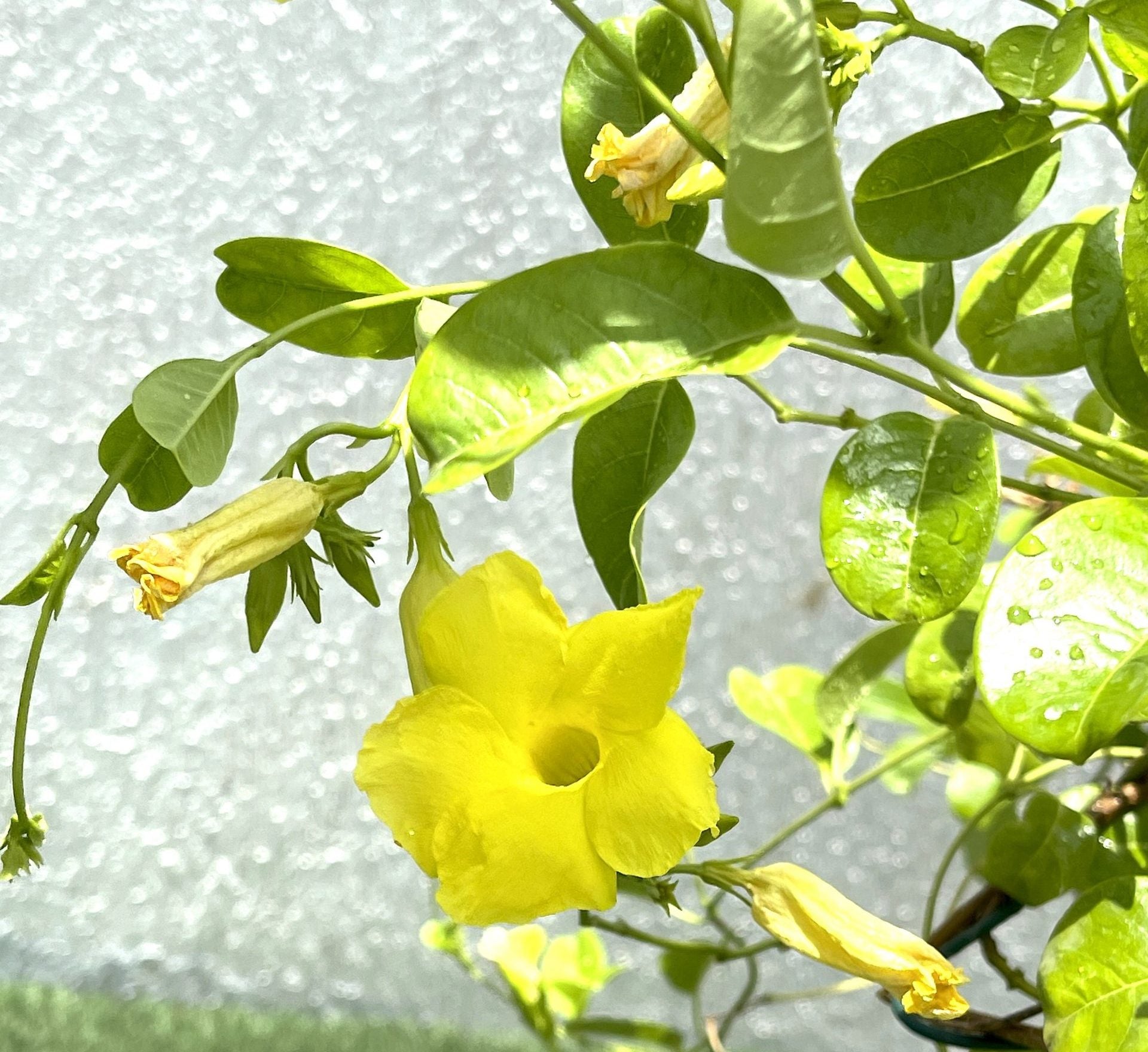 Mandevilla splendens Or Yellow Bell Climber