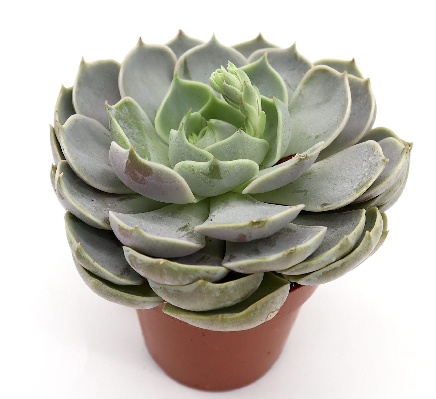 Echeveria succulent