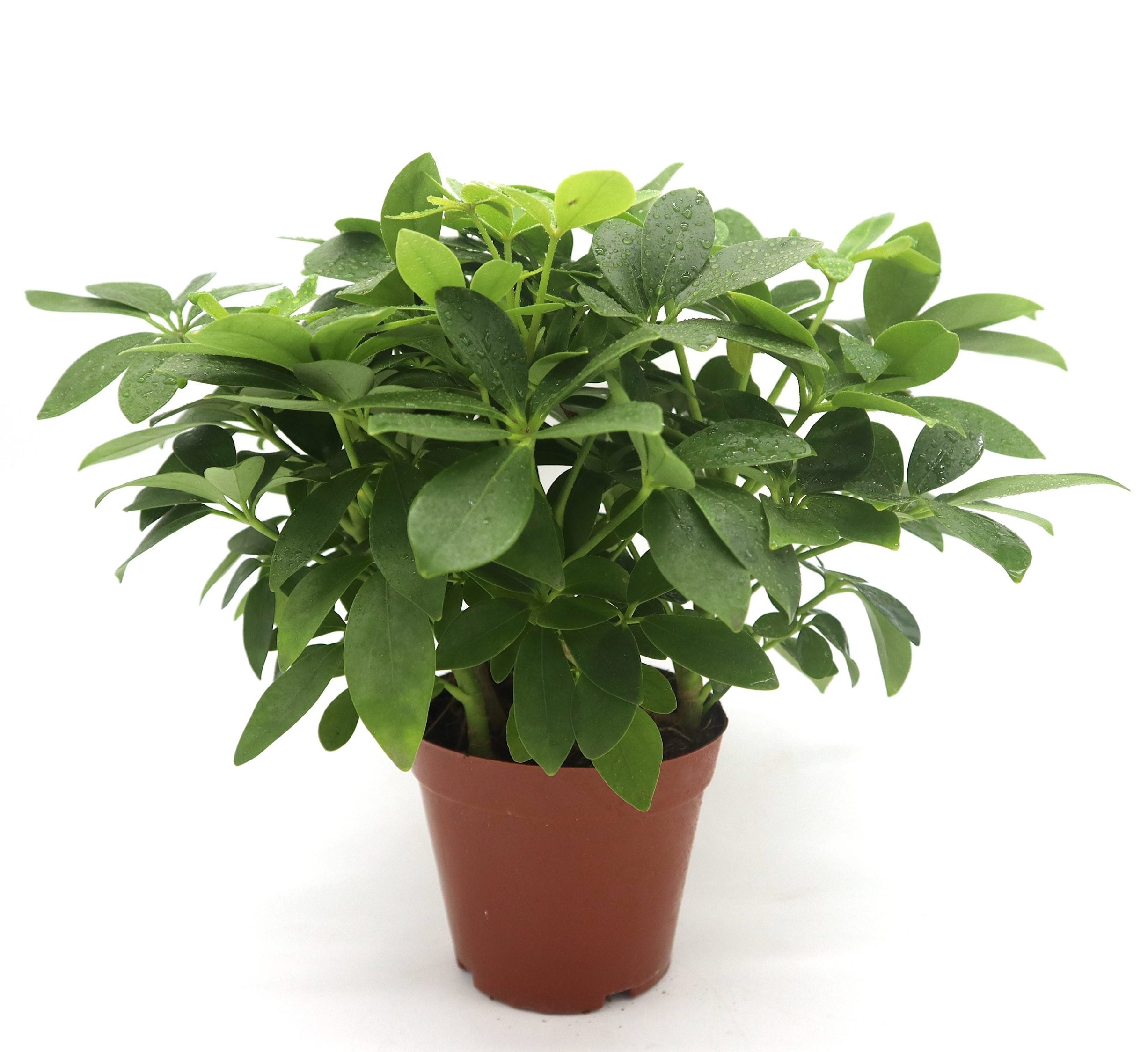 Schefflera arboricola