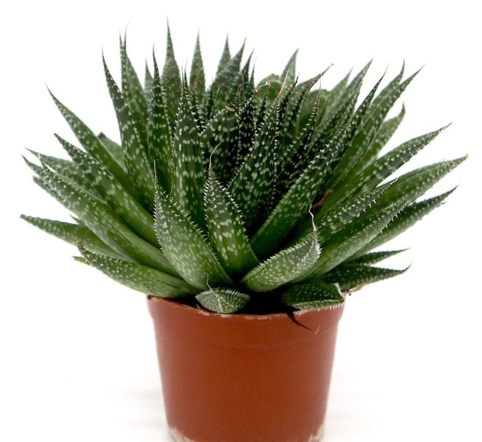 Aristaloe Aristata