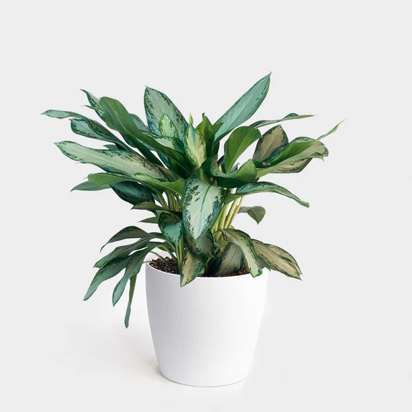 Aglaonema “Silver Queen” Chinese Evergreen Plant