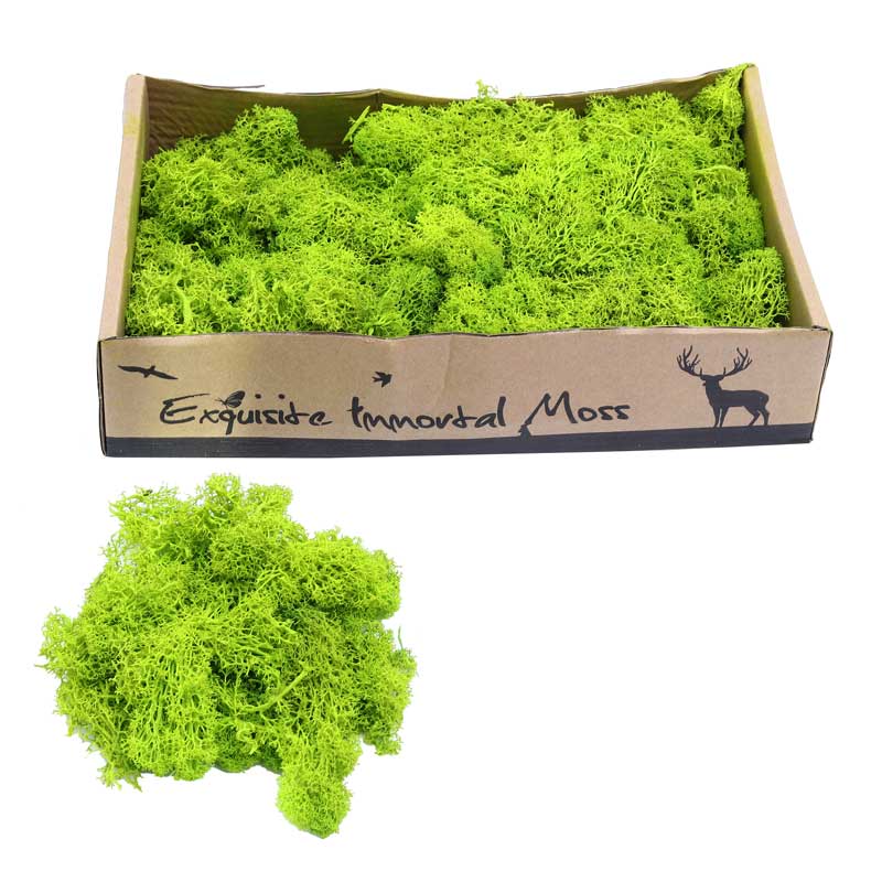 Eternal Life Preserved Moss Grass Wall