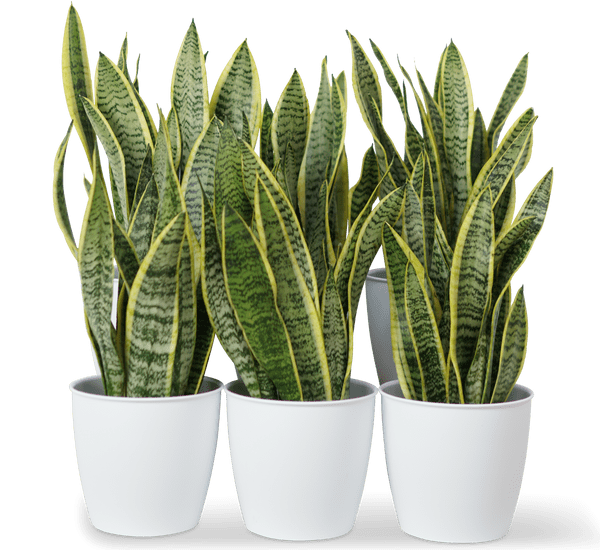 Office Sansevieria Set