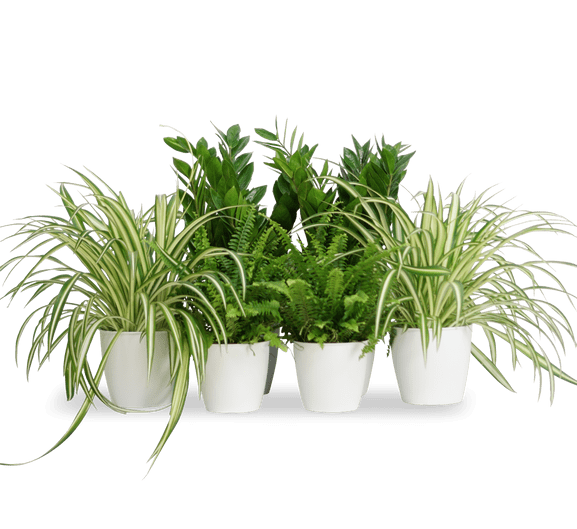 Office Table Plant Set 30-40cm