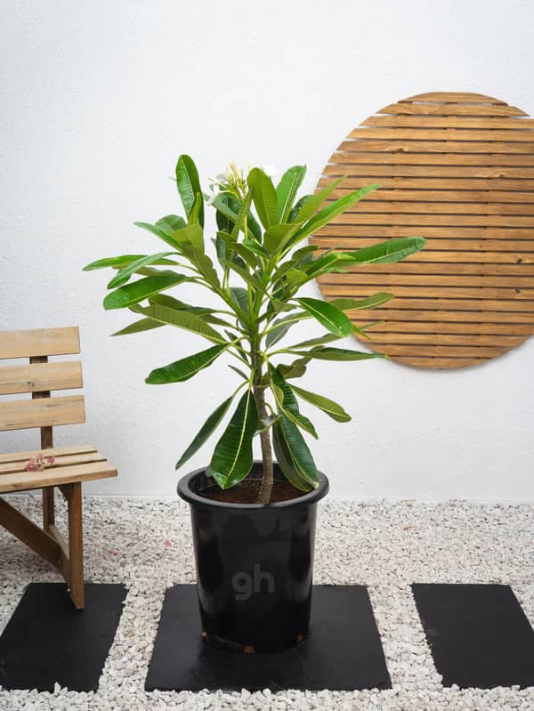 plumeria obtusa plant