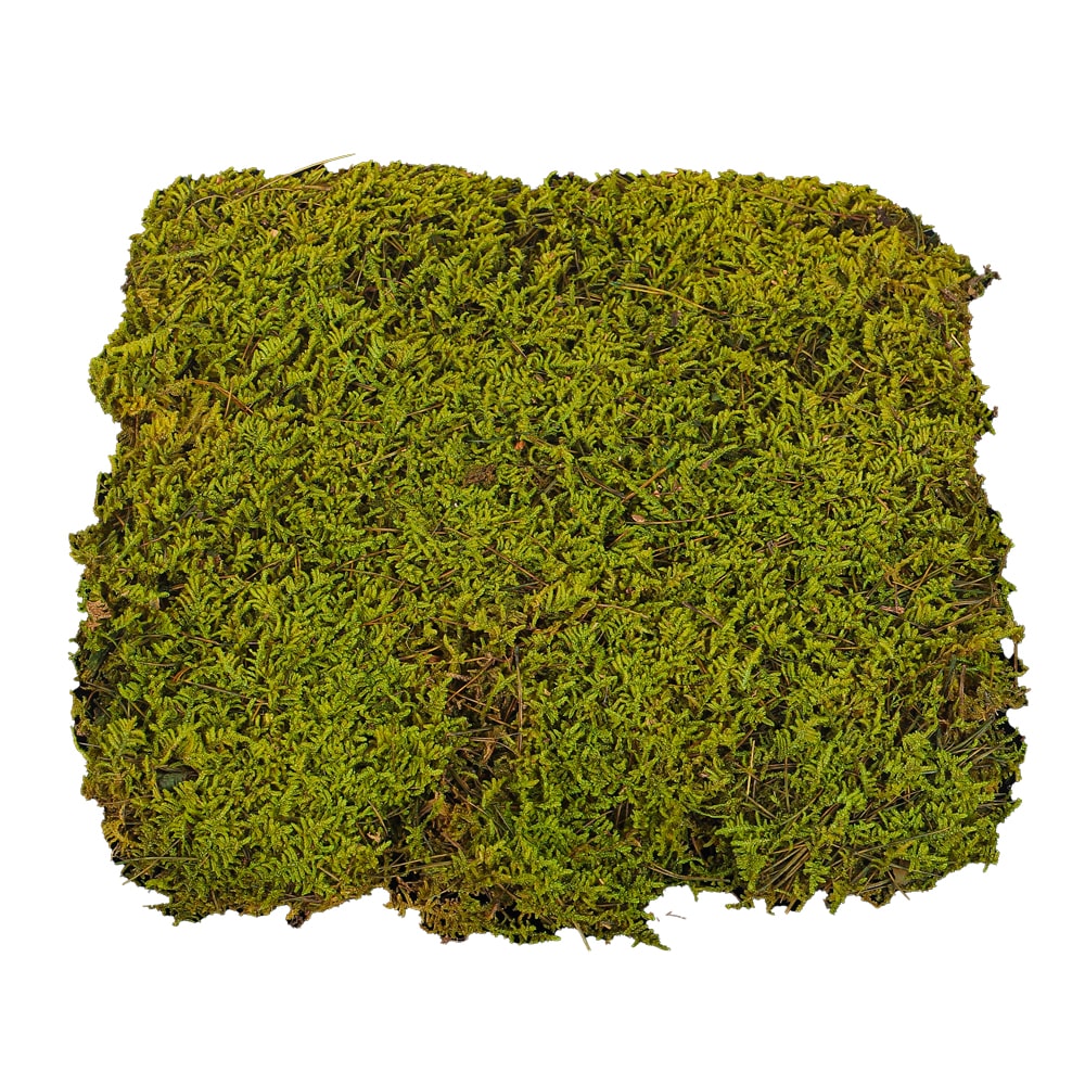 Preserved Dried Moss 30x30cm