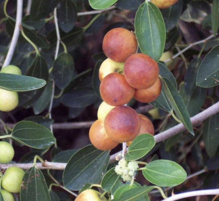 Ziziphus Spina Christi or Sidr Tree