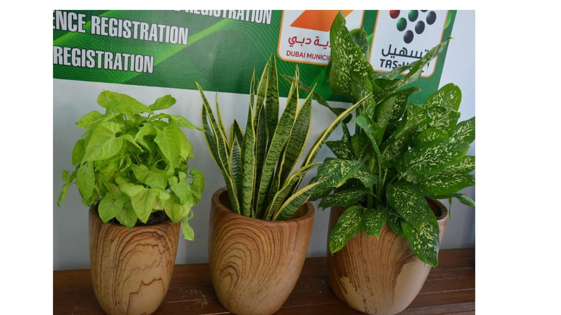 Office Plant Bundle of 3 Pieces | Indoor Plants | Office Plants | Combo Plants