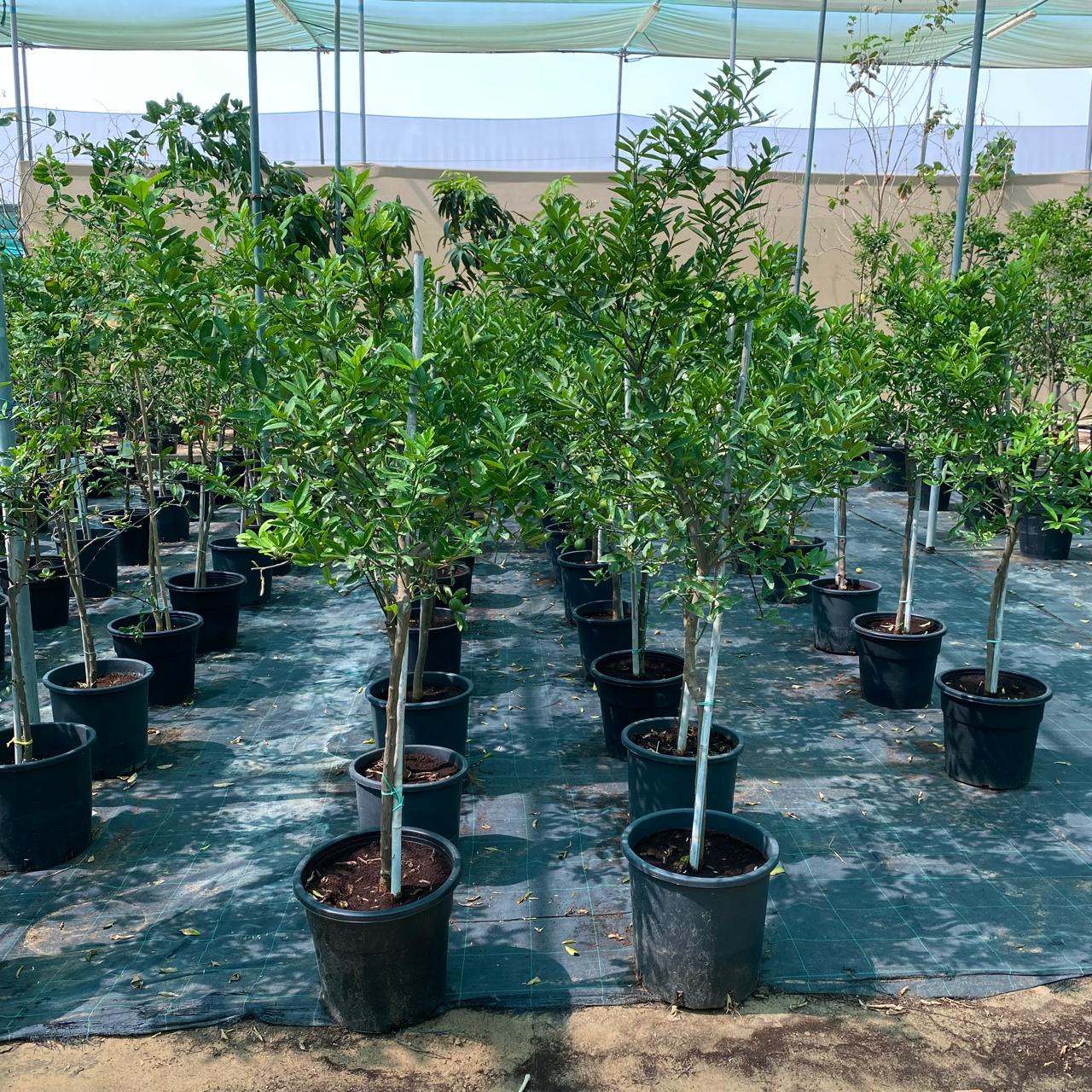 Lime Tree ‘Binzaheer’