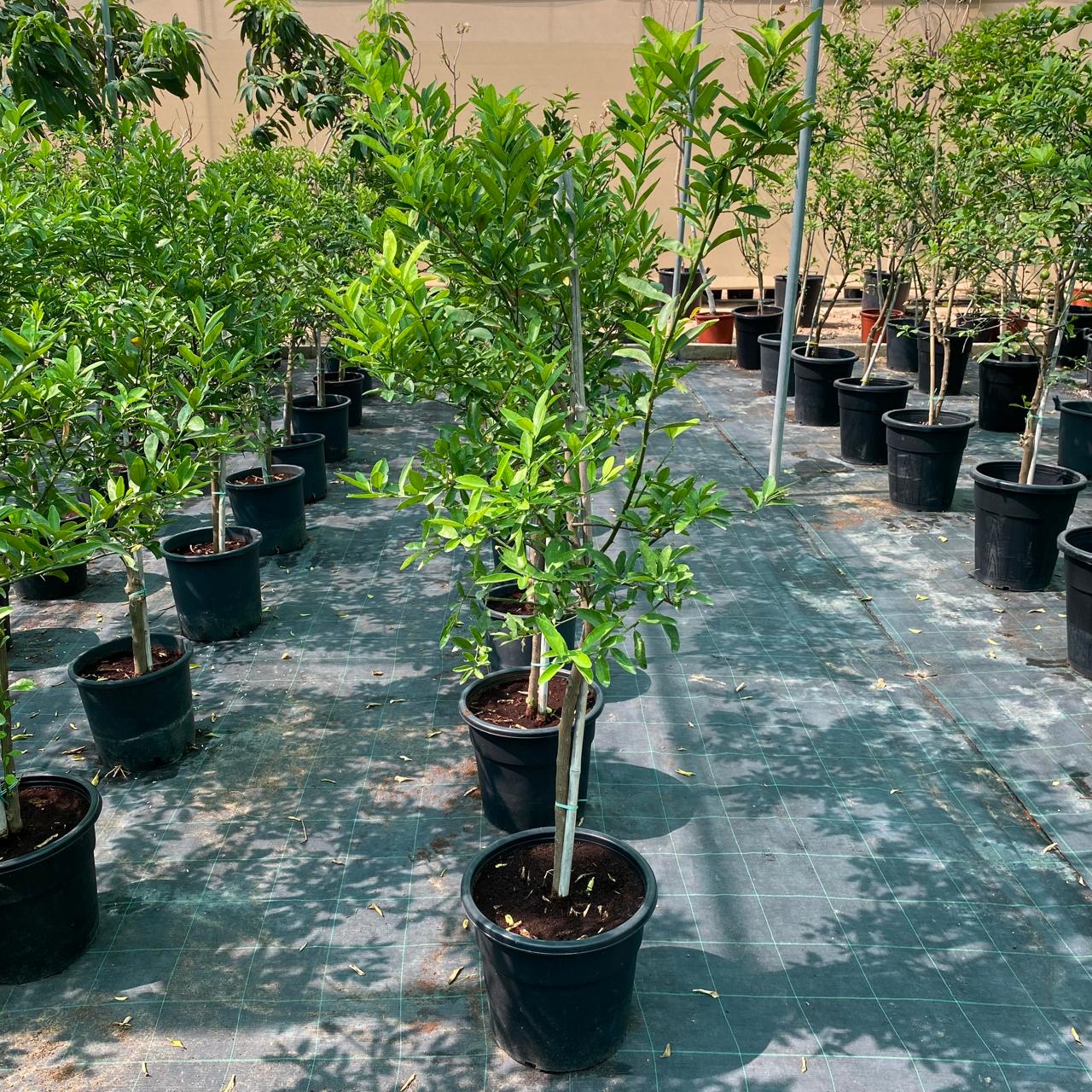 Lime Tree ‘Binzaheer’