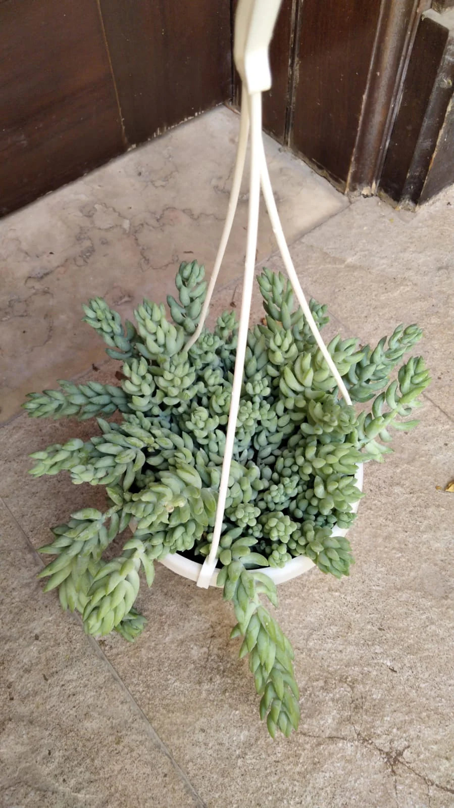 Sedum burrito “Hanging” 25 – 35cm