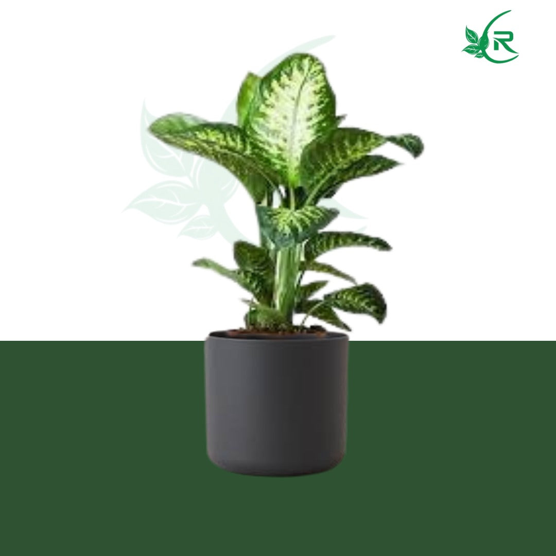 "Tropic Snow" plant typically refers to a variety of Dieffenbachia,