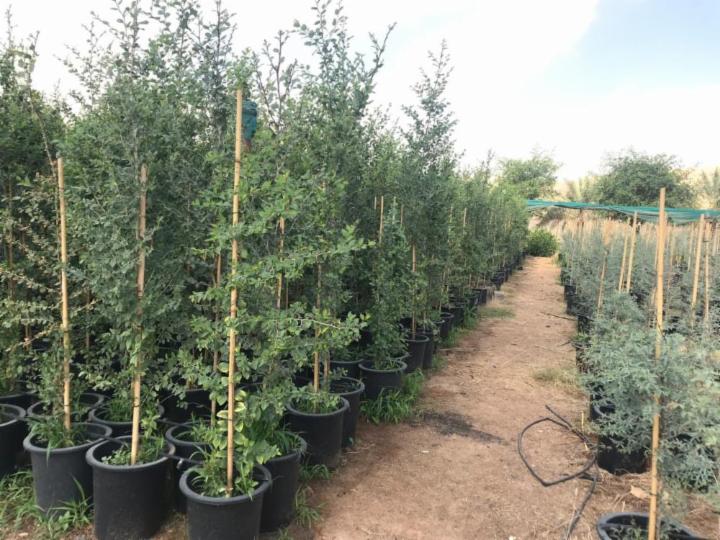 Ziziphus Spina Christi or Sidr Tree شجرة سدر