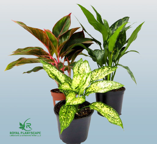 aglaonema varieties
