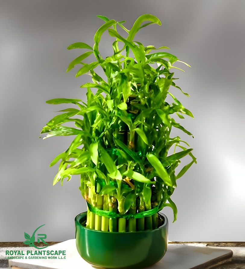 buy lucky bamboo online