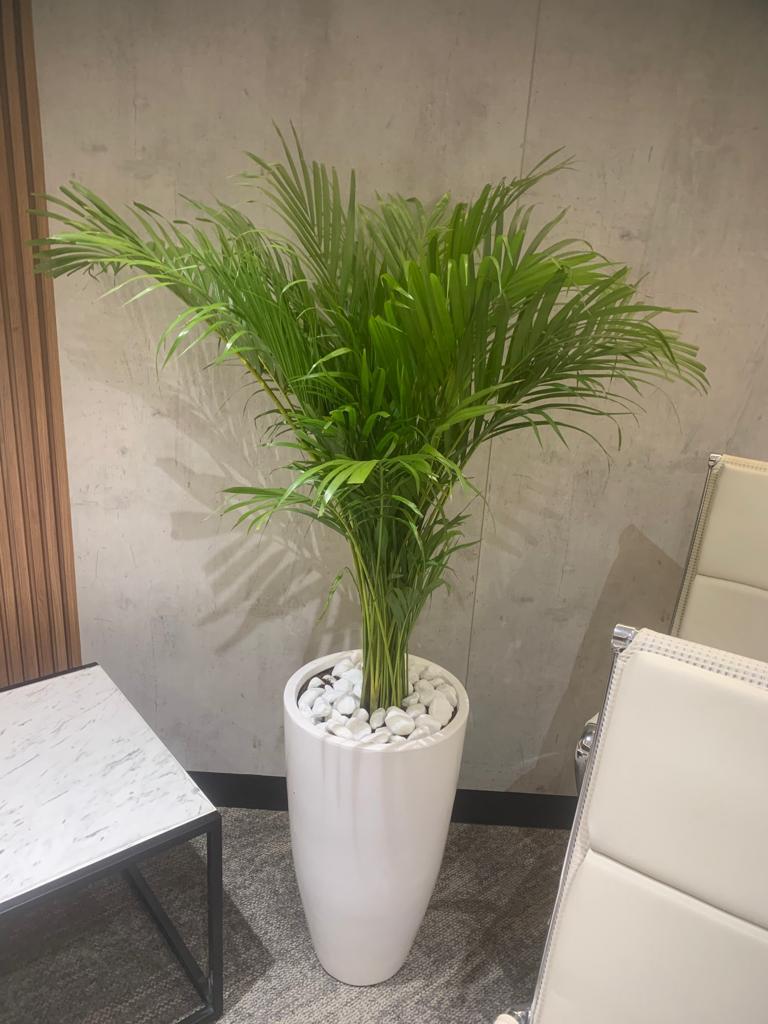 Areca Palm – Elegant Indoor Plant in Decorative Pot